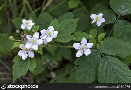 Twig of blackberry flowers with leaf at summertime