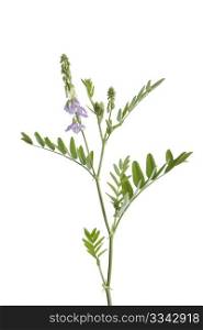 Twig of blooming Galega officinalis on white background