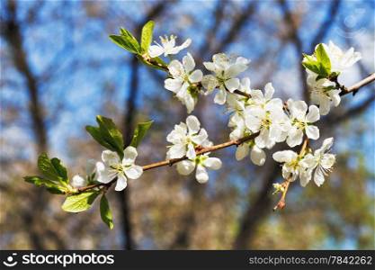twig of blossoming cherry in sunny spring day
