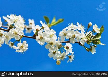 twig of blossoming cherry on blue sky background
