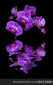 Twig of blossoming orchids isolated on a black background reflected in the water surface with small waves