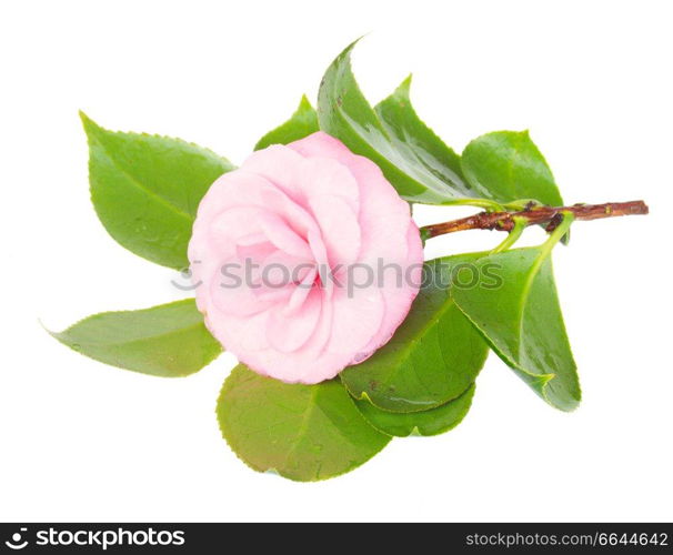 twig of camelia with green leaves isolated on white background. twig of camelia