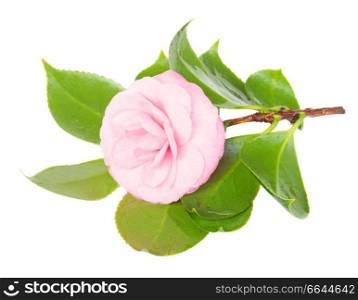 twig of camelia with green leaves isolated on white background. twig of camelia