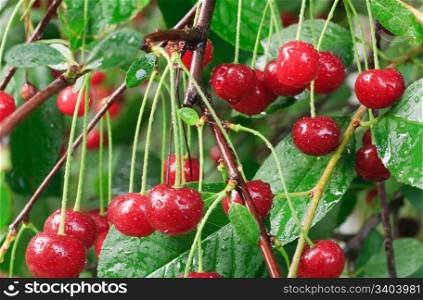 Twig of cherry-tree with red cherries and dew. Composite macro photo with considerable depth of sharpness.