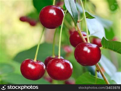 Twig of cherry-tree with red cherries. Composite macro photo with considerable depth of sharpness.