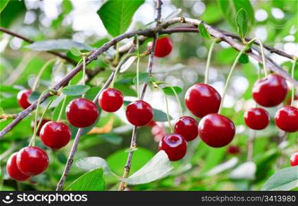 Twig of cherry-tree with red cherries. Composite photo with considerable depth of sharpness.