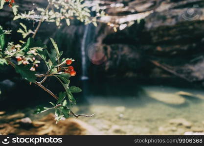 twig of crataegus monogyna with its small red fruits and a waterfall in the background