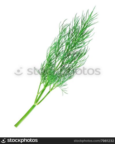 Twig of dill isolated a white background