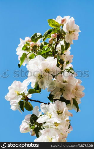 twig of flowering apple tree close up with blue spring sky background