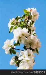 twig of flowering apple tree close up with blue spring sky background