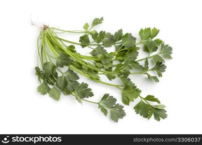 Twig of fresh celery leaves