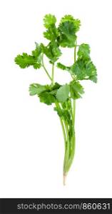 twig of fresh green cilantro herb isolated on white background