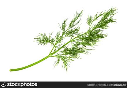 twig of fresh green dill herb isolated on white background