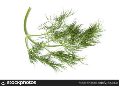 twig of fresh green dill on white background