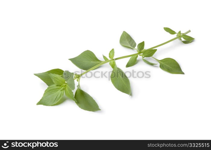 Twig of fresh lemon basil on white background