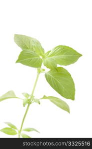 Twig of fresh lemon basil on white background