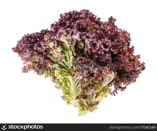 twig of fresh Lollo rosso leaf lettuce isolated on white background