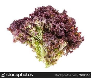 twig of fresh Lollo rosso leaf lettuce isolated on white background
