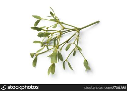 Twig of fresh mistletoe isolated on white background