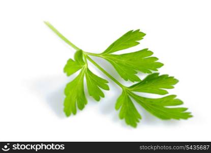 Twig of green parsley isolated on white close up. Selective focus