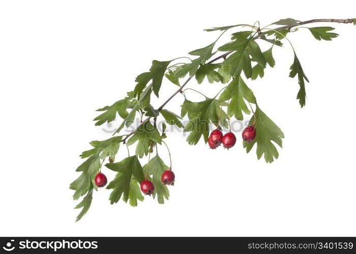 Twig of hawthorn with red berries on white background