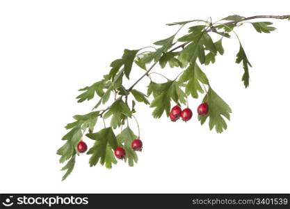 Twig of hawthorn with red berries on white background