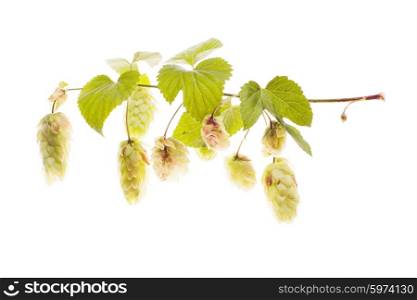 Twig of hops isolated on white background. Twig of hops