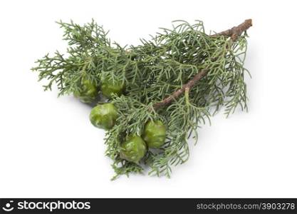 Twig of Mediterranean Cypress cones and foliage on white background