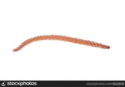 twig of pine tree on white background