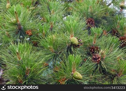twig of pine tree with cones (macro)