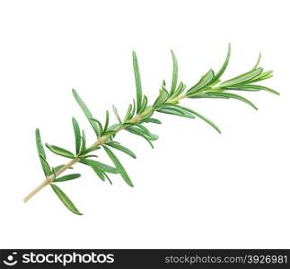 Twig of rosemary isolated a white background
