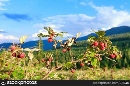 Twig wild raspberries with red sweet berries (in front, close-up) on summer Carpathians mountain background.