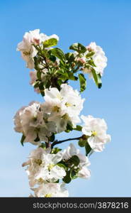 twig with apple tree blossoms close up with blue spring sky background