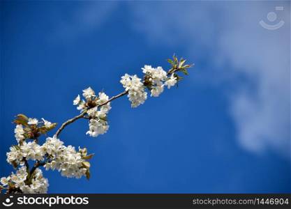 Twig with beautiful white cherry blossom by a blue sky