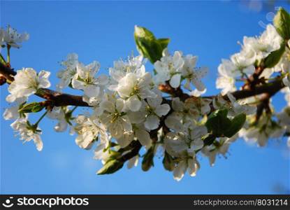 Twig with blossom plum tree flowers by blue sky