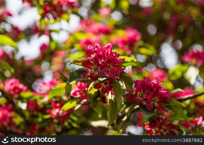 twig with bright colorful flowers apple-tree for background, posters, cards