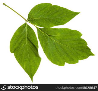 twig with green leaves of Acer negundo (maple ash) tree isolated on white background