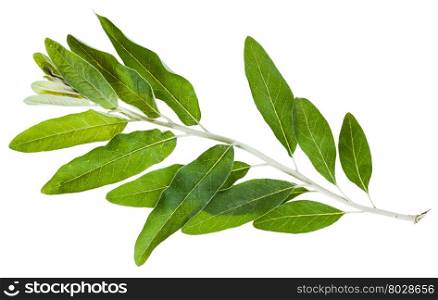 twig with green leaves of Senjed (Elaeagnus angustifolia, silverberry, oleaster, elaeagnus) isolated on white background