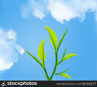 Twig with green leaves with sky background .. Green leaves and twig