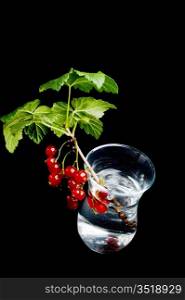 twig with of red currants in a glass isolated on black