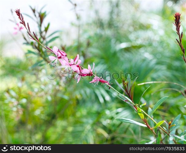 twig with pink flowers at green meadow in spring, Sicily, Italy