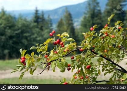 Twig with red hips on nature background