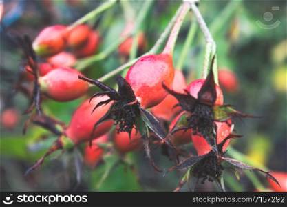 Twig with rose hips on a background of green leaves. Ripe rose hips.. Twig with rose hips on a background of green leaves.
