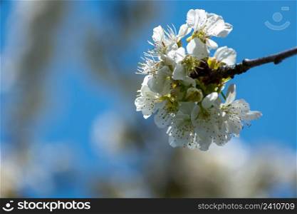 Twig with white cherry blossoms and blue sky, spring day
