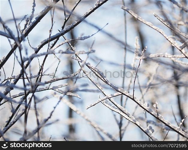 twigs in the snow. winter