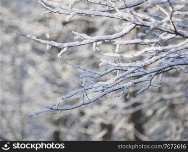 twigs in the snow. winter