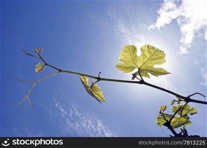 Twigs of a grape vine, backlit by the sun on a summer afternoon, with the fresh grapes forming and growing.