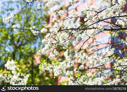 twigs of blossoming cherry tree and urban apartment house on background