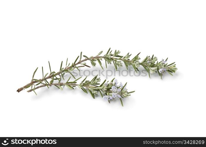 Twigs of fresh blooming rosemary on white background