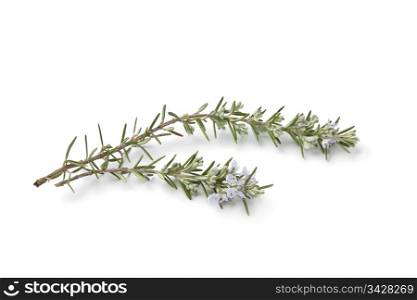 Twigs of fresh blooming rosemary on white background